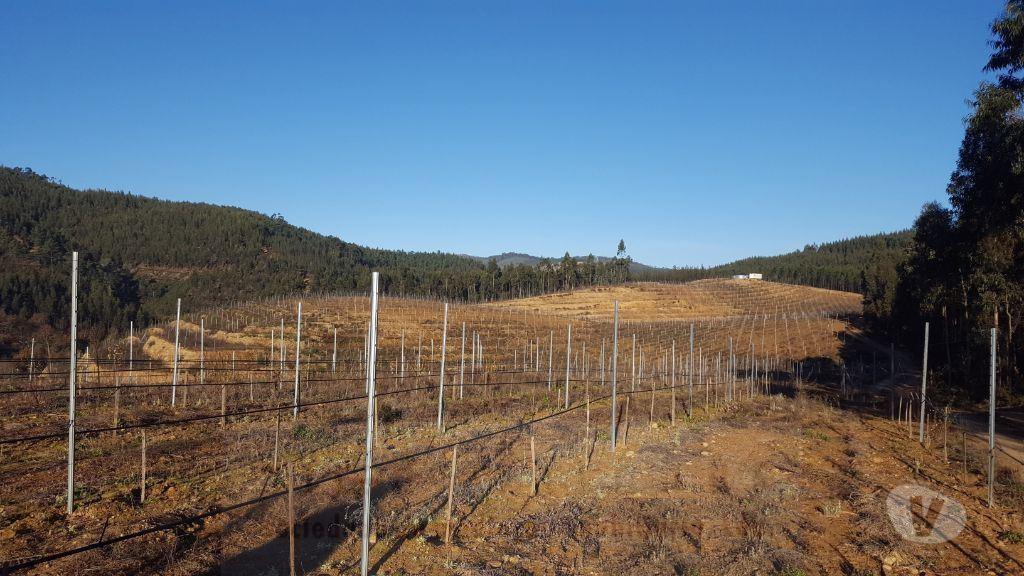 Terrenos Amarante - Fotos para Terreno com exploração vinícola e de cogumelos, com área total