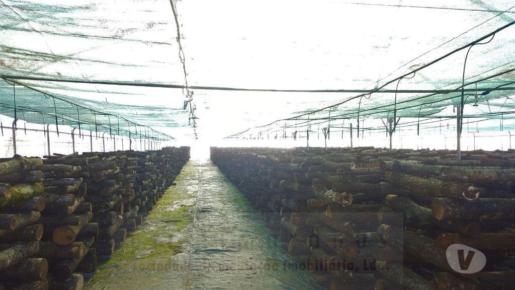Terrenos Amarante - Fotos para Terreno com exploração vinícola e de cogumelos, com área total