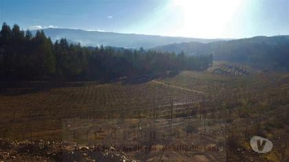 Terrenos - Fotos para Terreno com exploração vinícola e de cogumelos, com área total