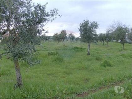 Terrenos a venda - Fotos para Borba-Olival (MM.10136)
