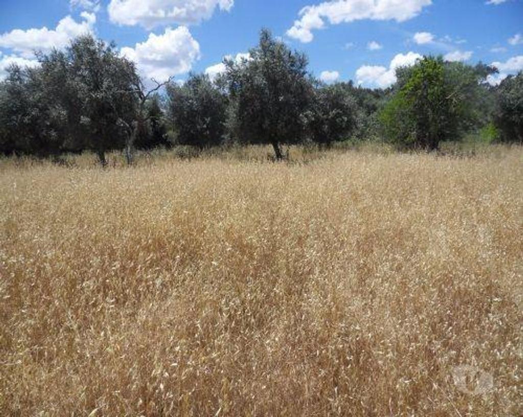 Terrenos Ourique - Fotos para Ourique-Terreno em Ourique com 16.500 m2. (31676)