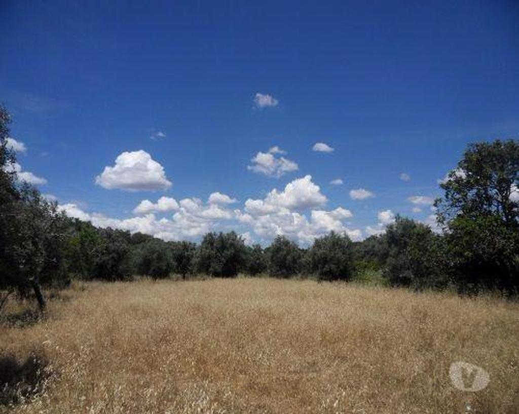 Terrenos Ourique - Fotos para Ourique-Terreno em Ourique com 16.500 m2. (31676)
