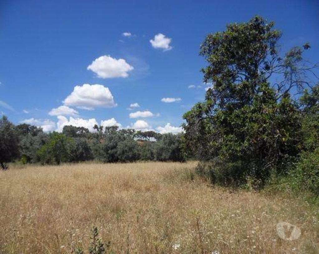 Terrenos Ourique - Fotos para Ourique-Terreno em Ourique com 16.500 m2. (31676)