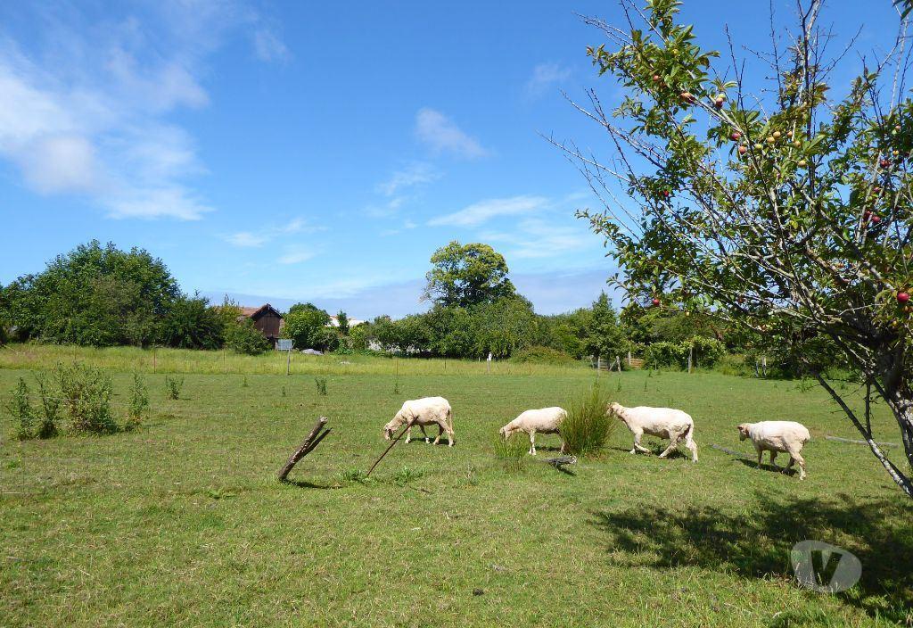 Comprar Loja Vila Nova de Gaia - Fotos para Quinta 6.300 m2 e casas velhas. Portugal, V. N. Gaia, S....