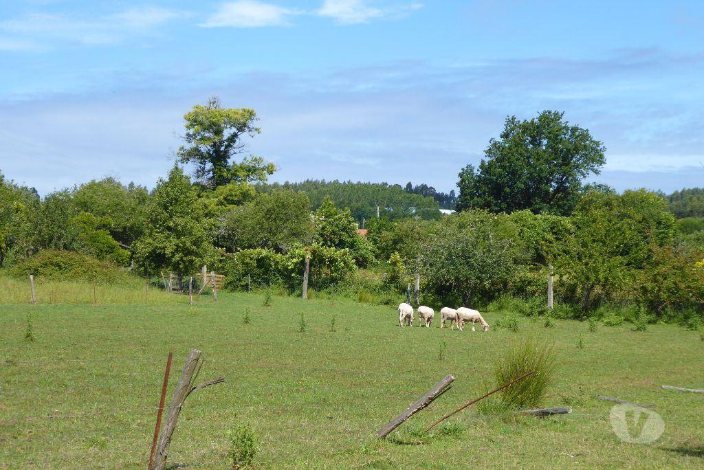 Comprar Loja Vila Nova de Gaia - Fotos para Quinta 6.300 m2 e casas velhas. Portugal, V. N. Gaia, S....