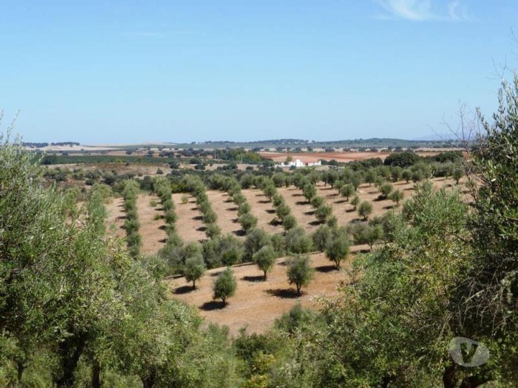 Terrenos Avis - Fotos para Olival de 17 ha em Avis, Portalegre, Alentejo, Portugal (6891_T)
