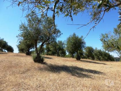 Terrenos e quintas a venda - Fotos para Olival de 17 ha em Avis, Portalegre, Alentejo, Portugal (6891_T)