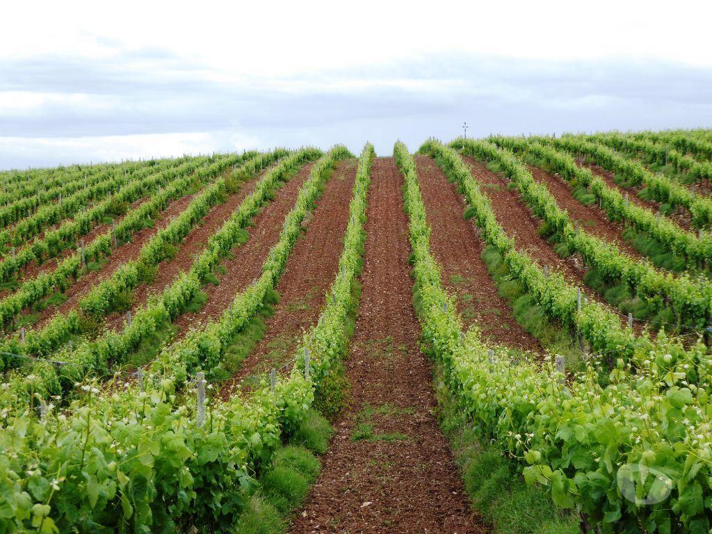 Terrenos Estremoz - Fotos para 161 000 m2 Vinha no Alentejo, Estremoz, Portugal. (8449_Q)