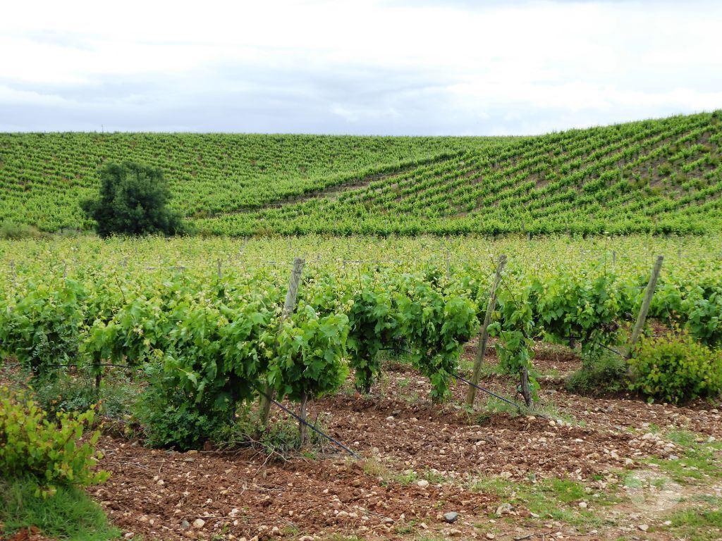 Terrenos Estremoz - Fotos para 161 000 m2 Vinha no Alentejo, Estremoz, Portugal. (8449_Q)