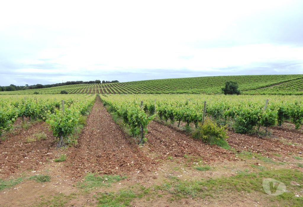 Terrenos Estremoz - Fotos para 161 000 m2 Vinha no Alentejo, Estremoz, Portugal. (8449_Q)