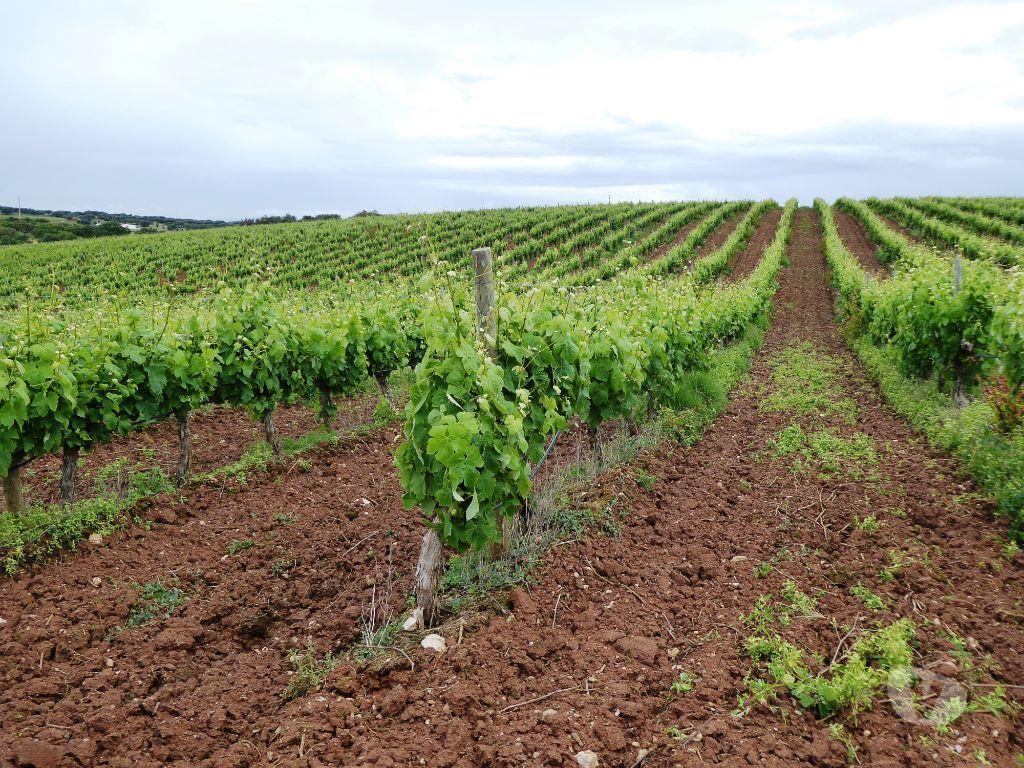 Terrenos Estremoz - Fotos para 161 000 m2 Vinha no Alentejo, Estremoz, Portugal. (8449_Q)
