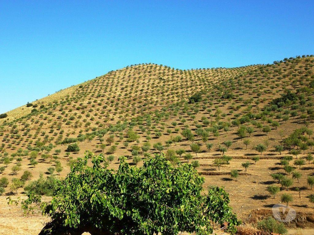 Comprar Loja Figueira de Castelo Rodrigo - Fotos para 960 000 m2 com OLIVAL antigo. Portugal, Barca dAlva, Figueira...