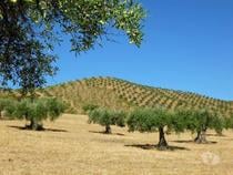 960 000 m2 com OLIVAL antigo. Portugal, Barca dAlva, Figueira...