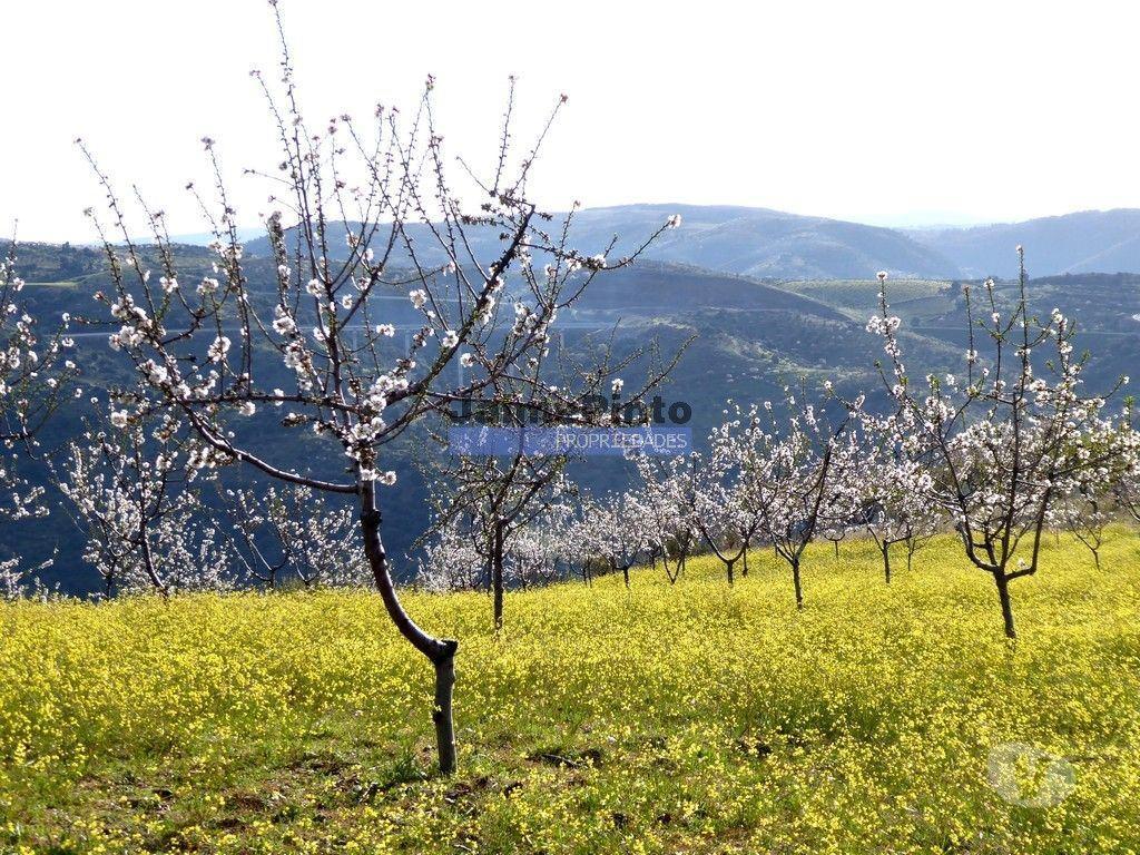 Terrenos Alfândega da Fé - Fotos para 190 000 m2 com cortiça. Portugal, Trás-os-Montes, Alfândega da