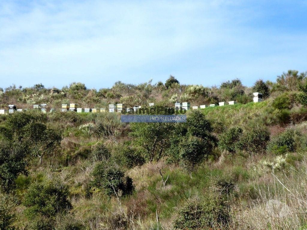Terrenos Alfândega da Fé - Fotos para 190 000 m2 com cortiça. Portugal, Trás-os-Montes, Alfândega da