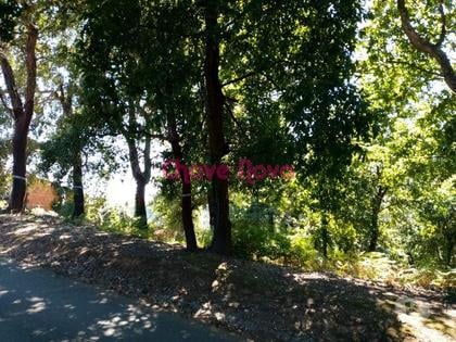 Terrenos e quintas a venda - Fotos para Vila-nova-de-gaia-Terreno Rústico em V.N.Gaia (RT 01384)