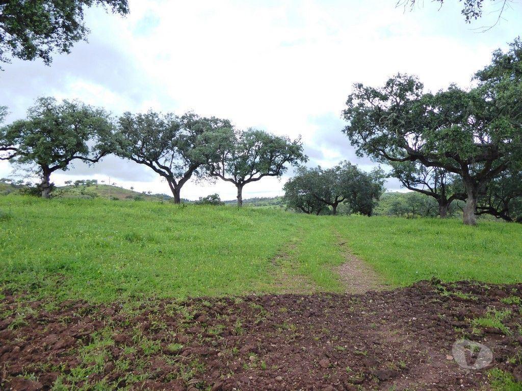 Terrenos Portel - Fotos para 364 HA aptidão para BOVINOS, OVINOS, CAPRINOS. Portel, Évora,
