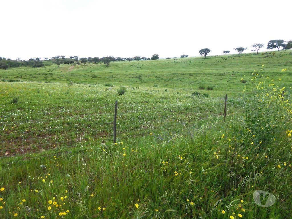 Terrenos Portel - Fotos para 364 HA aptidão para BOVINOS, OVINOS, CAPRINOS. Portel, Évora,