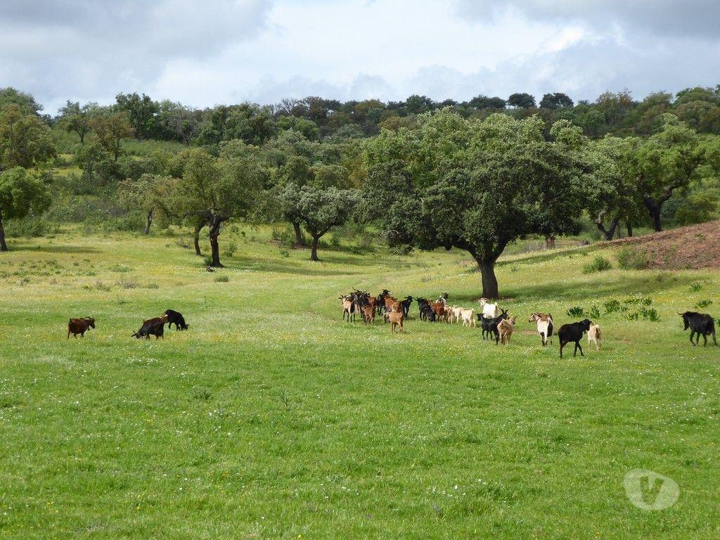Terrenos Portel - Fotos para 364 HA aptidão para BOVINOS, OVINOS, CAPRINOS. Portel, Évora,
