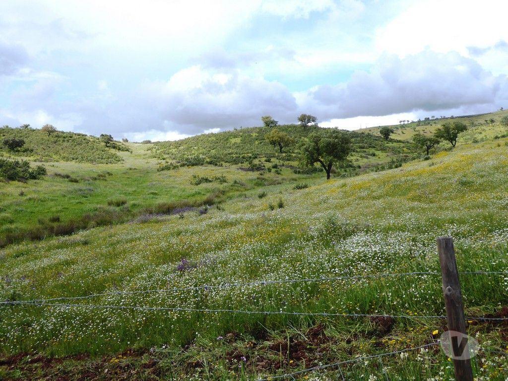 Terrenos Portel - Fotos para 364 HA aptidão para BOVINOS, OVINOS, CAPRINOS. Portel, Évora,