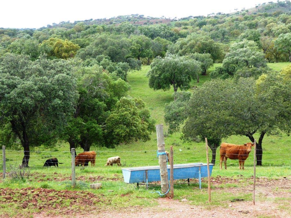 Terrenos Portel - Fotos para 364 HA aptidão para BOVINOS, OVINOS, CAPRINOS. Portel, Évora,