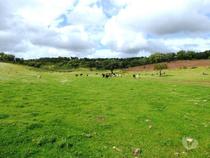 364 HA aptidão para BOVINOS, OVINOS, CAPRINOS. Portel, Évora,