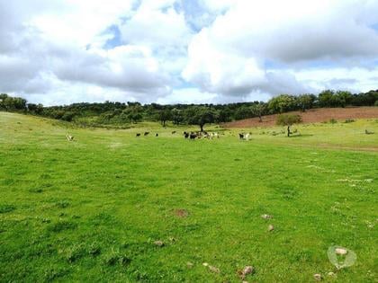 Terrenos e quintas a venda - Fotos para 364 HA aptidão para BOVINOS, OVINOS, CAPRINOS. Portel, Évora,