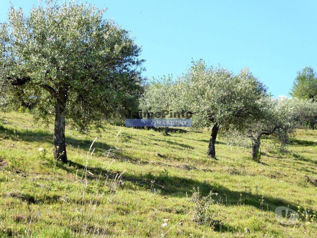 Terrenos Figueira de Castelo Rodrigo - Fotos para 51ha olival, vinha, cortiça. Portugal, Guarda, Douro Superior.