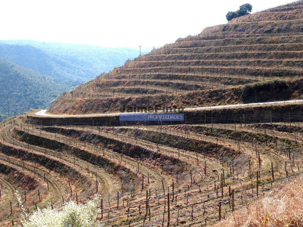 Terrenos Figueira de Castelo Rodrigo - Fotos para 51ha olival, vinha, cortiça. Portugal, Guarda, Douro Superior.