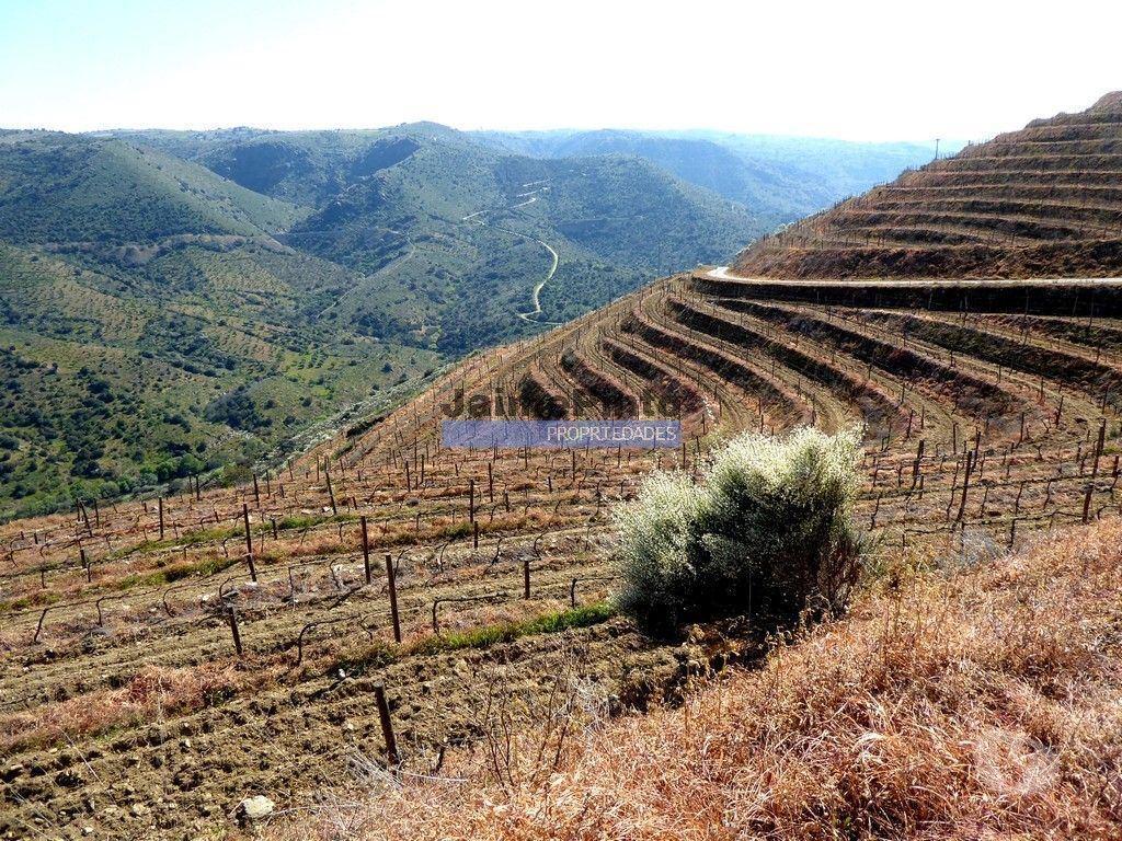 Terrenos Figueira de Castelo Rodrigo - Fotos para 51ha olival, vinha, cortiça. Portugal, Guarda, Douro Superior.