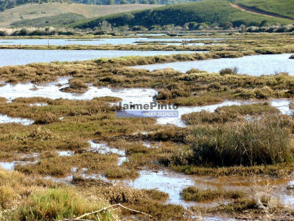 Terrenos Silves - Fotos para Silves-300 000 m2 terra confinante com ribeira ARADE. (8718_30)