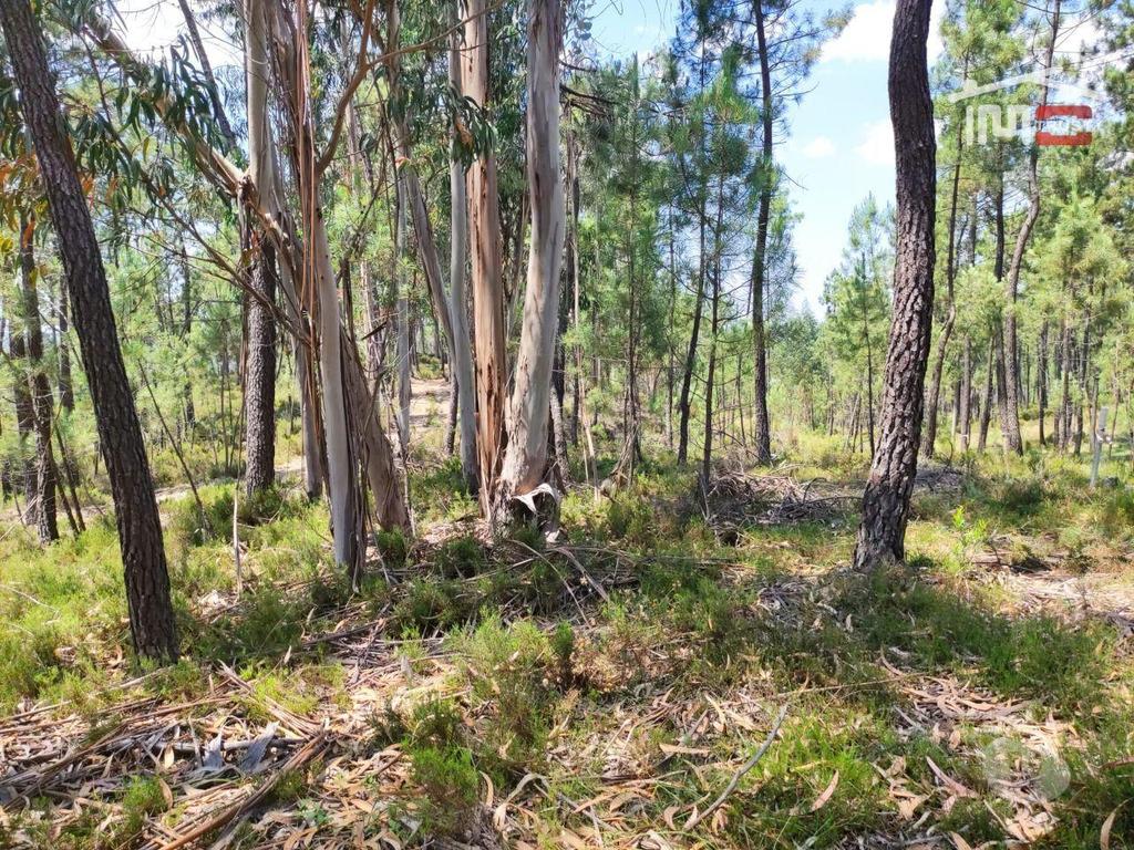 Terrenos Ourém - Fotos para Terreno de charneca, com alguns pinheiros e eucaliptos.