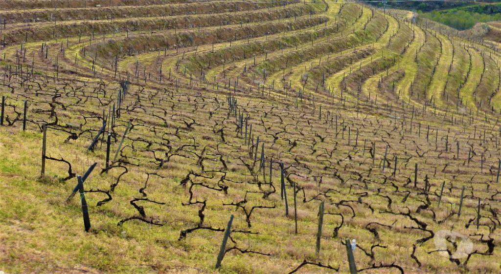 Comprar Loja Armamar - Fotos para Quinta Vinícola 49ha. Portugal, Douro, Armamar.