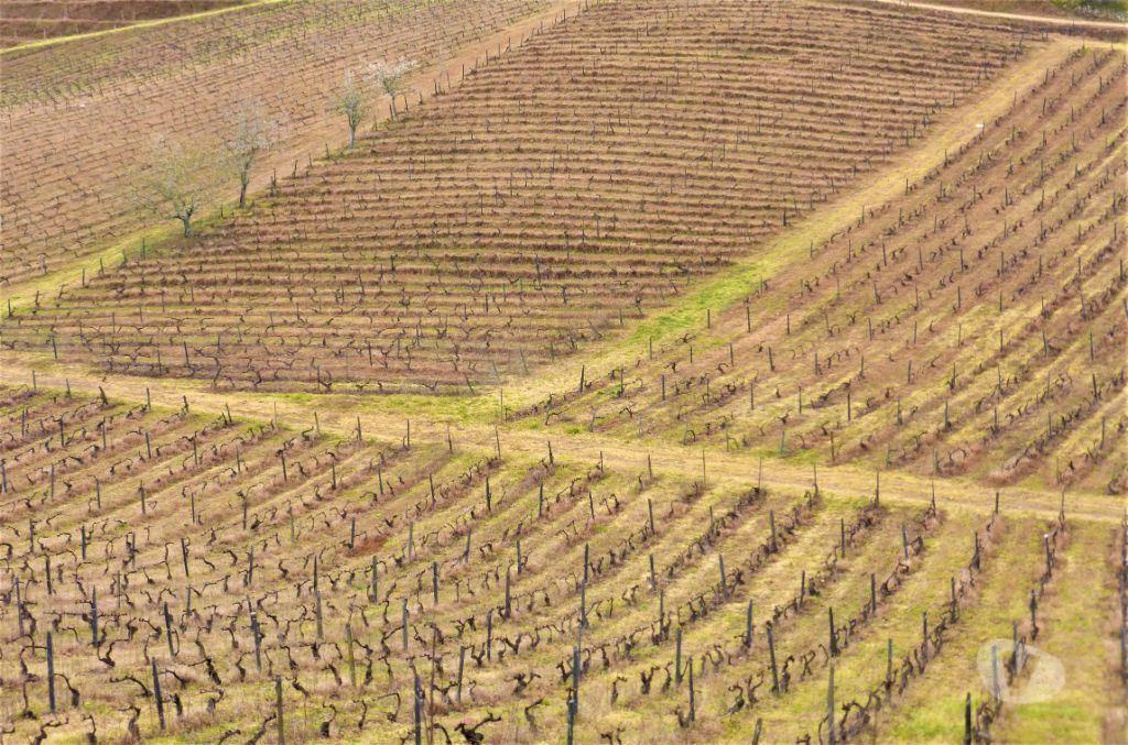 Comprar Loja Armamar - Fotos para Quinta Vinícola 49ha. Portugal, Douro, Armamar.