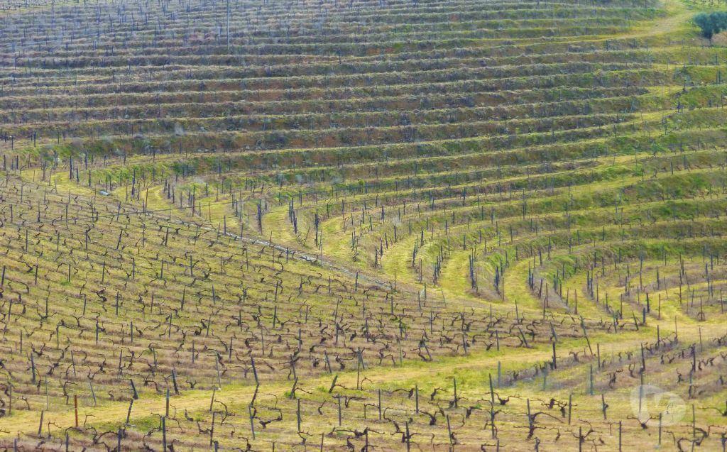 Comprar Loja Armamar - Fotos para Quinta Vinícola 49ha. Portugal, Douro, Armamar.