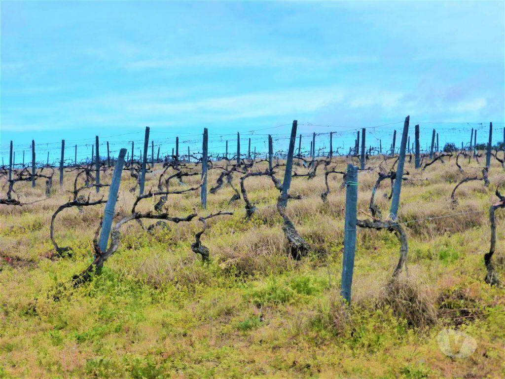 Comprar Loja Armamar - Fotos para Quinta Vinícola 49ha. Portugal, Douro, Armamar.