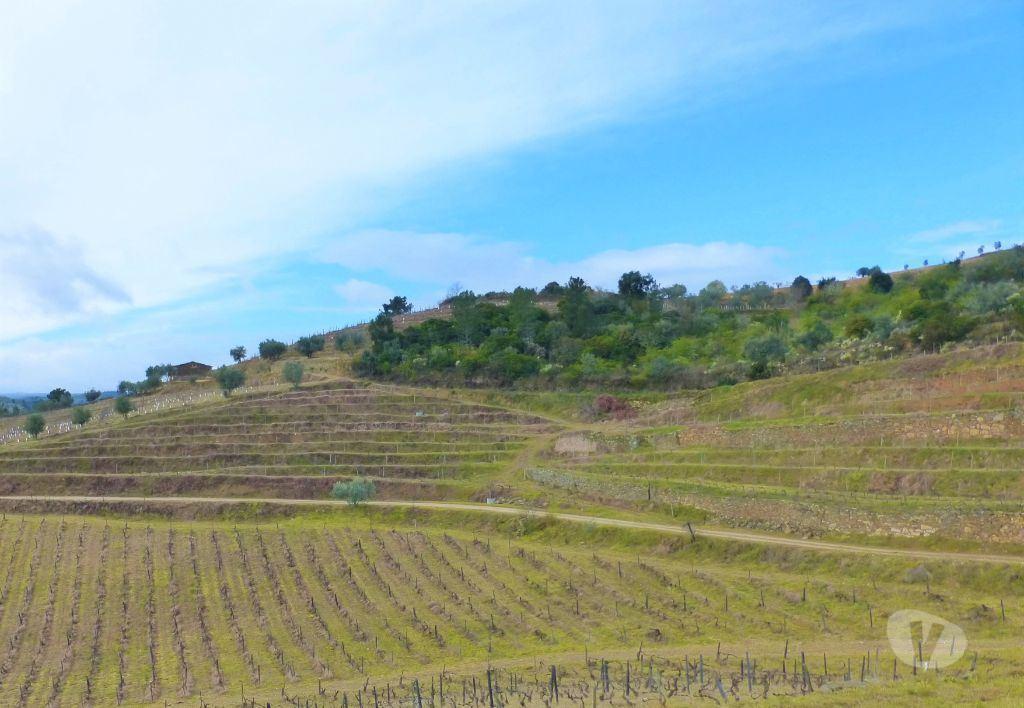 Comprar Loja Armamar - Fotos para Quinta Vinícola 49ha. Portugal, Douro, Armamar.