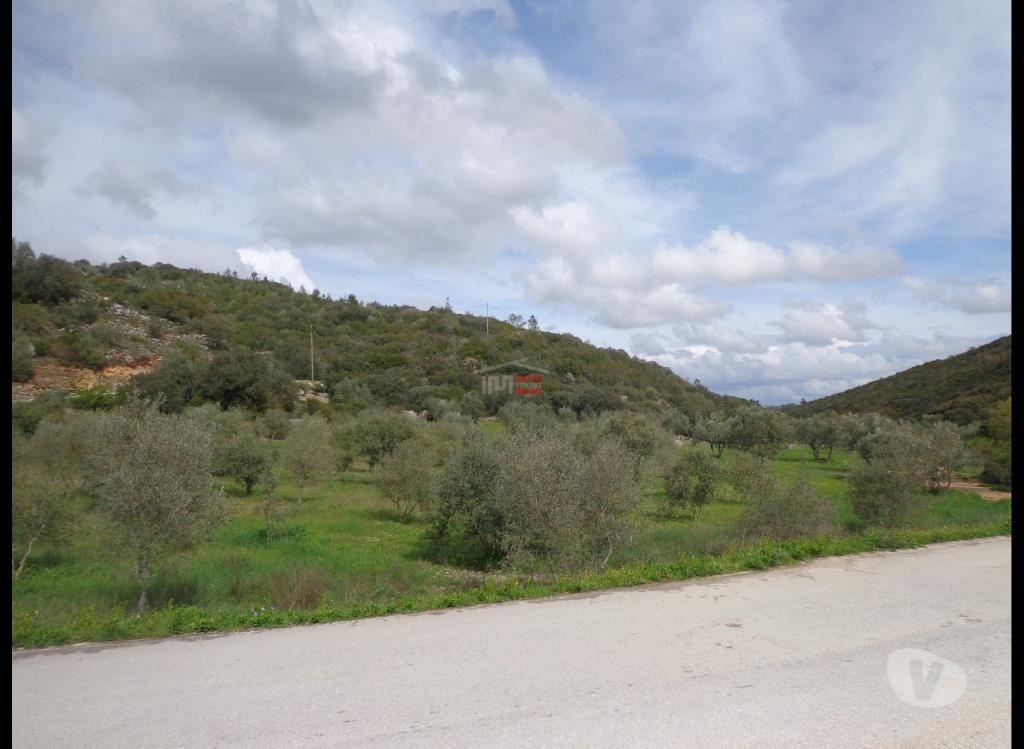 Terrenos Ourém - Fotos para Ourem-Terreno com Oliveiras (1-T-15718025)