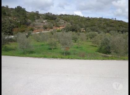 Terrenos e quintas a venda - Fotos para Ourem-Terreno com Oliveiras (1-T-15718025)