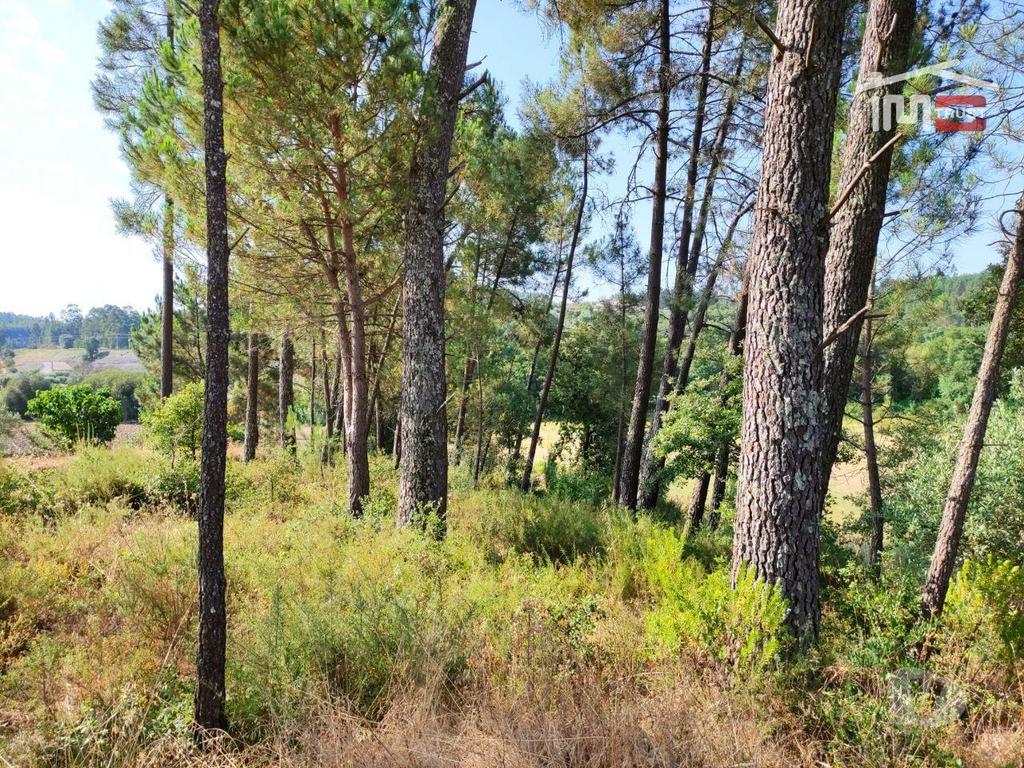 Terrenos Ourém - Fotos para Terreno rústico com água em abundância. Com viabilidade de