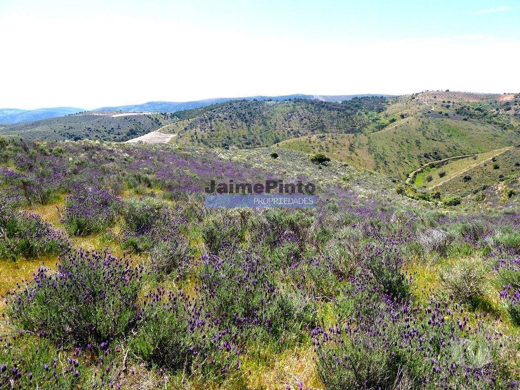 Terrenos Alfândega da Fé - Fotos para 7,8ha p construção Casa de Campo e plantações. Trás-os-Montes,
