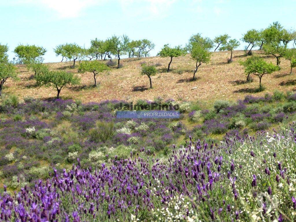 Terrenos Alfândega da Fé - Fotos para 7,8ha p construção Casa de Campo e plantações. Trás-os-Montes,