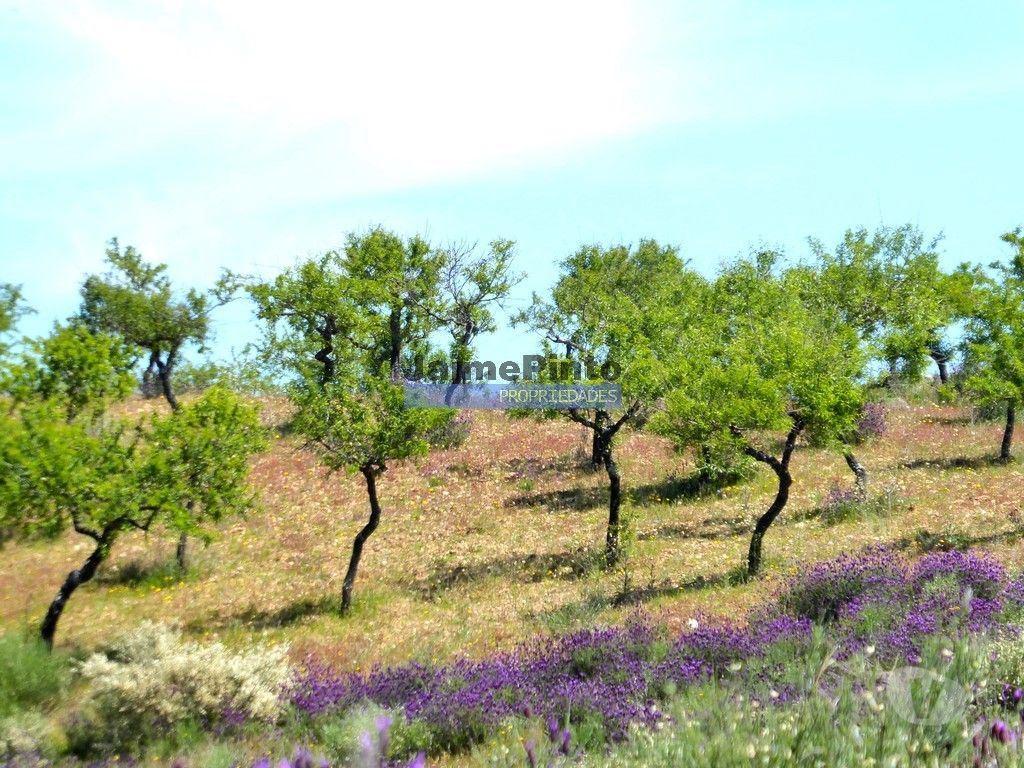 Terrenos Alfândega da Fé - Fotos para 7,8ha p construção Casa de Campo e plantações. Trás-os-Montes,