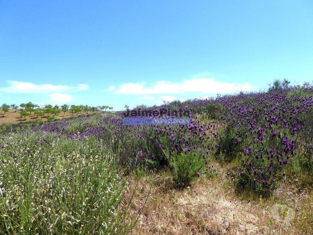 Terrenos Alfândega da Fé - Fotos para 7,8ha p construção Casa de Campo e plantações. Trás-os-Montes,