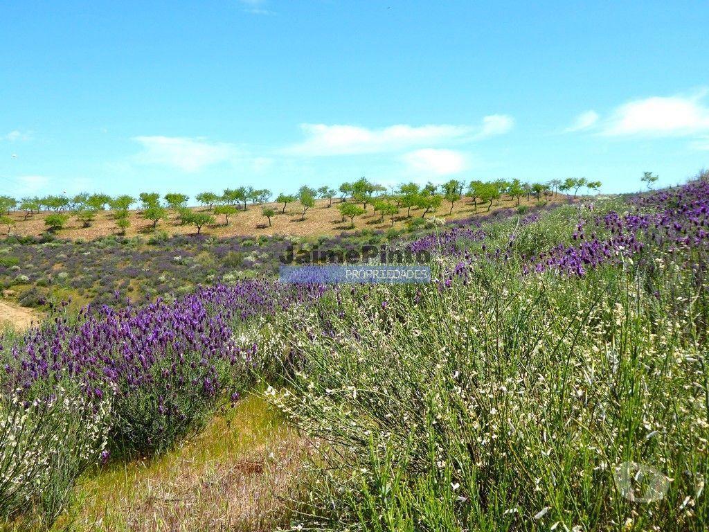 Terrenos Alfândega da Fé - Fotos para 7,8ha p construção Casa de Campo e plantações. Trás-os-Montes,