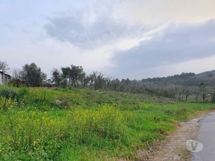 Terrenos - Fotos para Quintinha c 5500m2 com moradia para reconstrução - Porto de Mós
