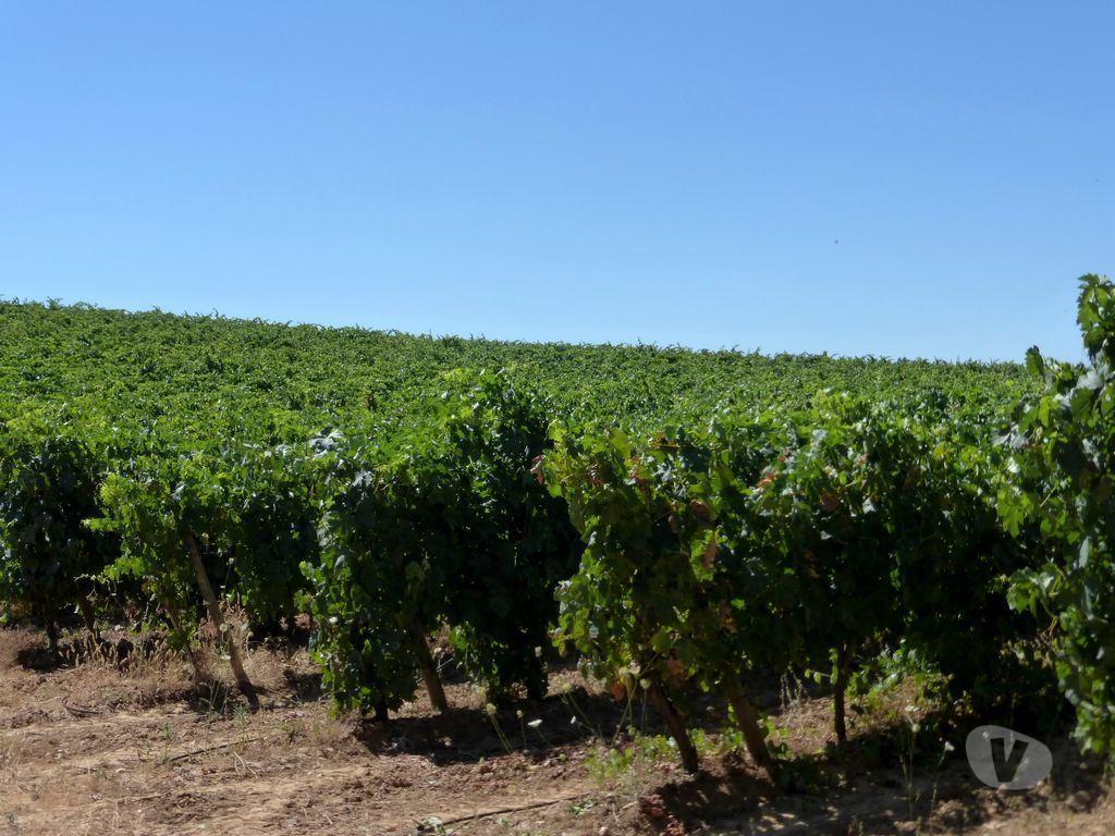 Terrenos Portalegre - Fotos para VINHA em 20 ha, 49%, Portugal, Alto Alentejo, Portalegre.