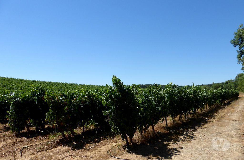 Terrenos Portalegre - Fotos para VINHA em 20 ha, 49%, Portugal, Alto Alentejo, Portalegre.