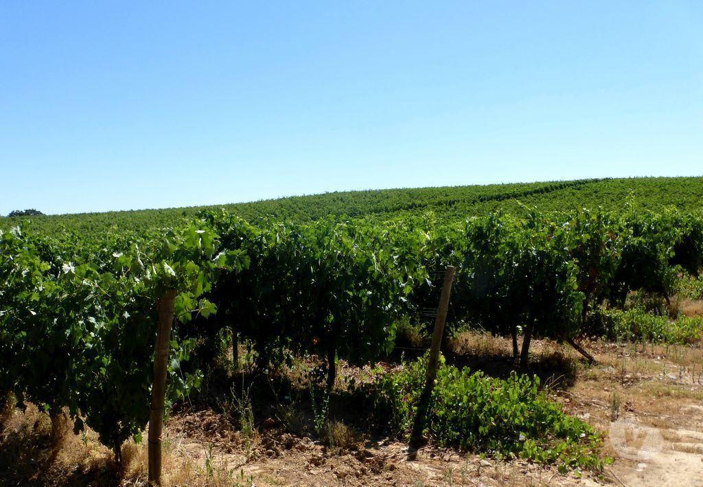Terrenos Portalegre - Fotos para VINHA em 20 ha, 49%, Portugal, Alto Alentejo, Portalegre.