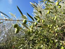 Comprar Loja Castelo Branco - Fotos para Vende-se LAGAR DE AZEITE em Castelo Branco, Portugal